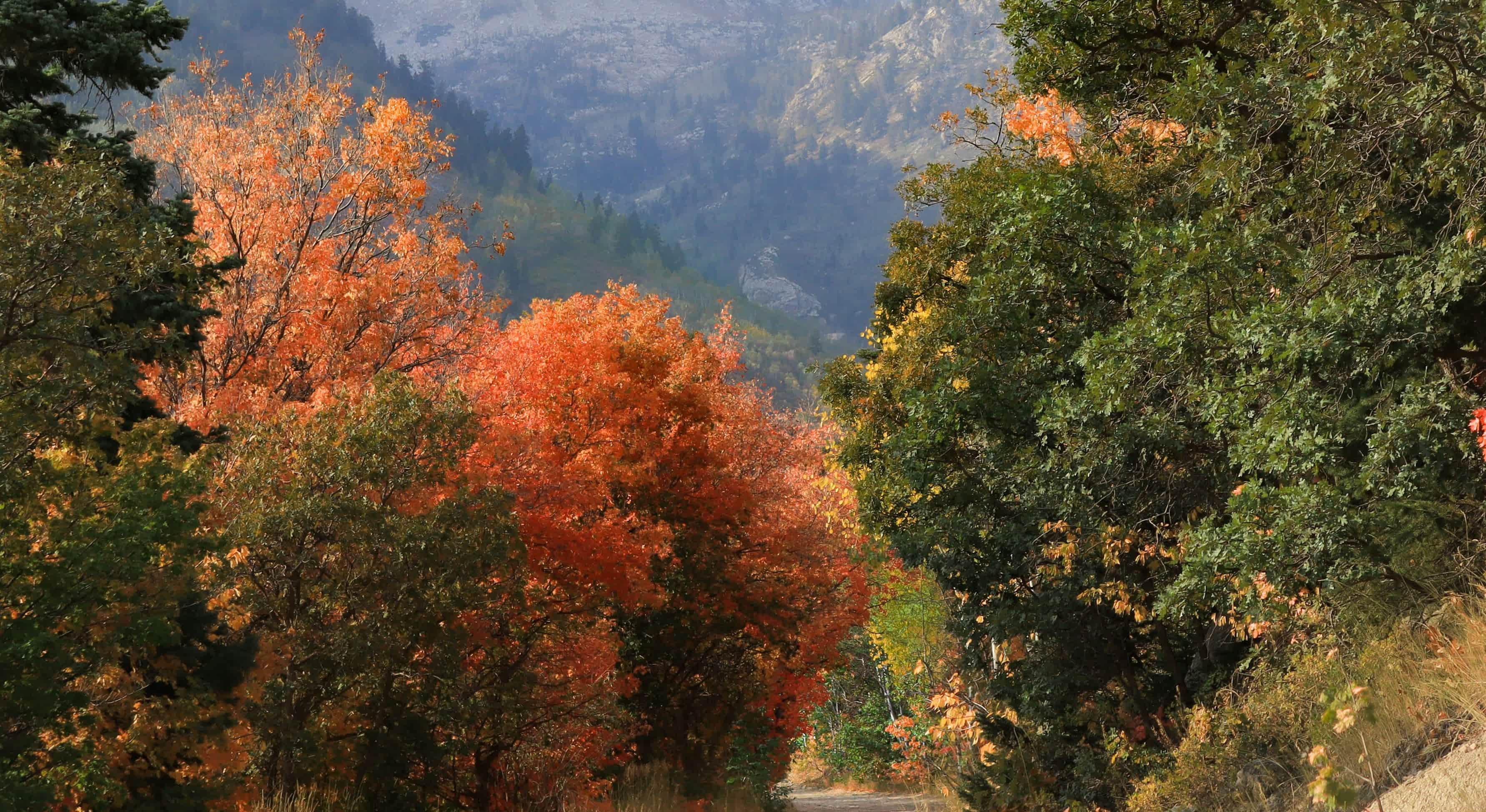 trees changing color